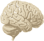 Brain.svg