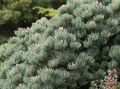 Pinus culminicola.jpg