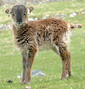 Soay sheep lamb.png