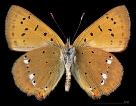Lycaena virgaureae ♂ △