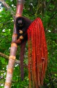 Brown monkey