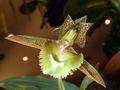 Catasetum fimbriatum. The seta is evident.