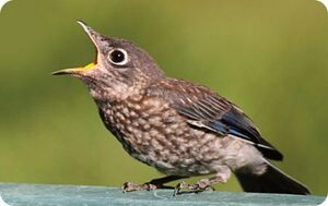 Image of a Bird