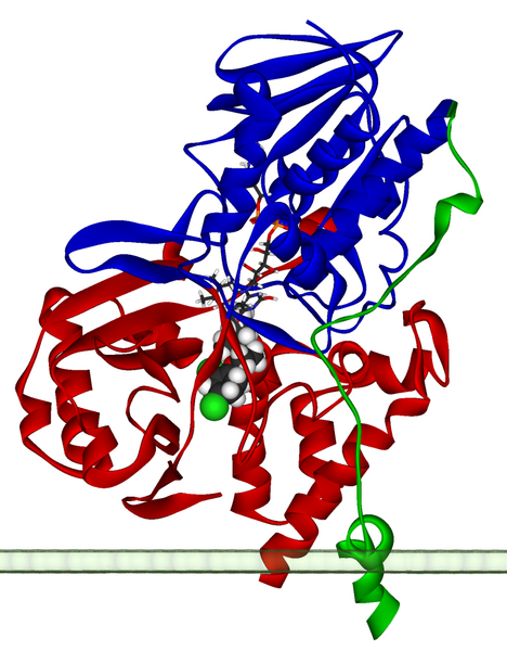 ملف:Monoamine oxidase A 2BXS.png