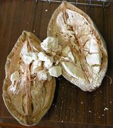 Baobab Frucht.jpg