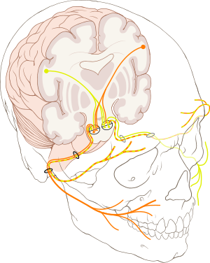 Cranial nerve VII.svg