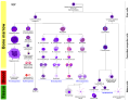 More complete lineages