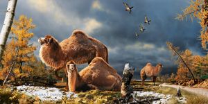 High Arctic Camel.jpg