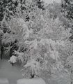 Persimmon tree covered in snow, Nagano prefecture, Japan