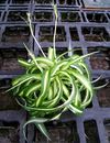 2007-03-20CChlorophytum comosum Bonnie.jpg