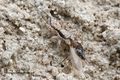 Jumping Spider: a disruptively camouflaged invertebrate predator