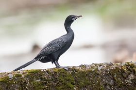 صورة معبرة عن الموضوع غاق أسود