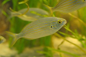 Sarpa salpa 02.jpg