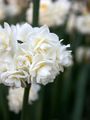 Some white Jonquils