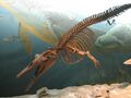 Zygorhiza kochii (early whale).jpg