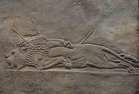 Dead lion