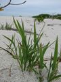 Lepturus repens