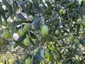 Cerasuola olives.jpg