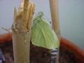 A Pieris rapae adult