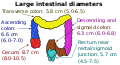 Inner diameters of different sections of the large intestine, with transverse colon (at top) measuring on average 5.8 cm (range 5.0-6.5 cm).[1]