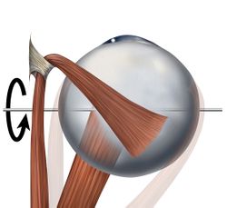 Eye movements depressors.jpg