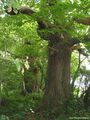 A Castanea sativa tree