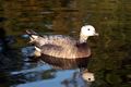 Duck 3a.jpg