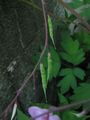 seed pods