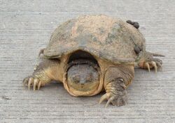 face-on view of a snapping turtle on gray background.