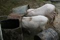 Feeding the pigs.JPG