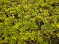 Japanese Mock Orange.JPG