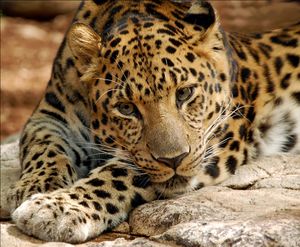 Leopard-digitalART.jpg