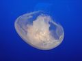 Aurelia aurita