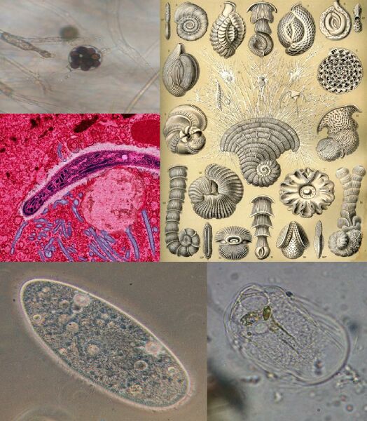 ملف:Protist collage.jpg