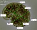 Measurements of a large colpodum at 400x.