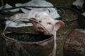 Feeding the pigs 5.JPG