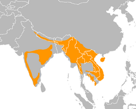 صورة معبرة عن الموضوع وروار أزرق اللحية
