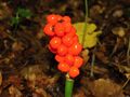 A. maculatum