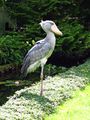 Photographed at Vogelpark Walsrode, ألمانيا