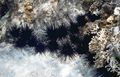 Group of black, long-spined Caribbean sea urchins, Diadema antillarum (Philippi)