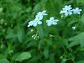 Myosotis scorpioides