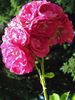 The rose has a significant role in Portland's history, inspiring one of its nicknames.