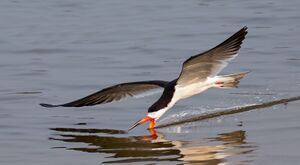 Black skimmer (Rynchops niger) in flight.jpg
