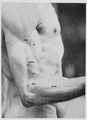 Braus 1921 164.png