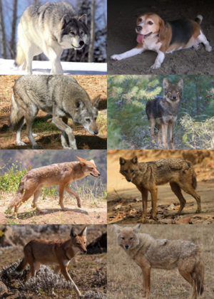 Canis.png