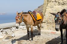 Donkey trail between Fira and Skala port
