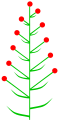 Leafy inflorescence.