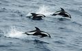 Hourglass dolphins leaping in the Passage