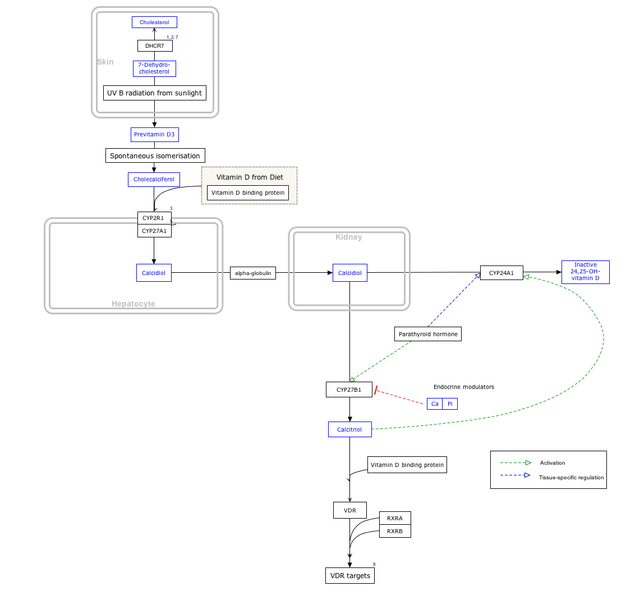 ملف:VitaminDSynthesis WP1531.png