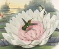 Short-tailed Emerald, painting by John Gould